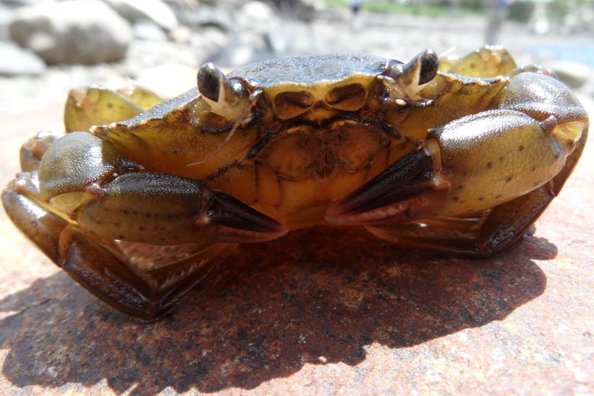 Kdam Prai: A Solução Saborosa para Caranguejos Invasores