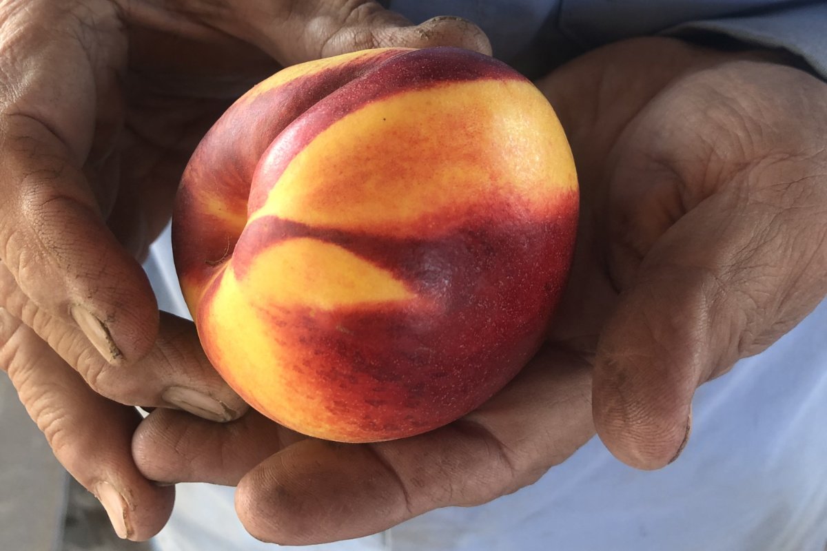 Fazendo Esperança Florescer na Agricultura Sustentável
