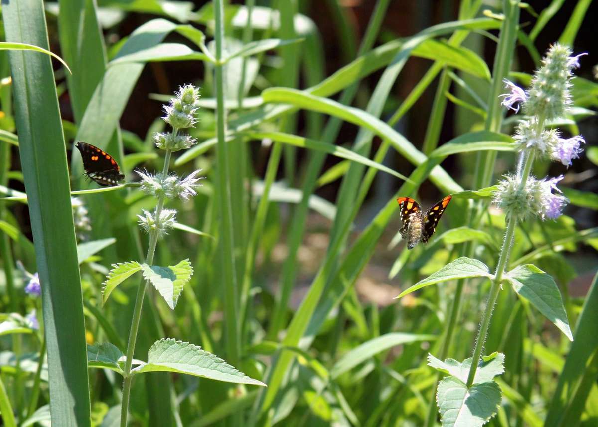 Plantas Repelentes no Quarto: Guia Completo para Você